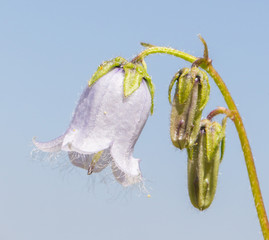 Bearded Bellflower - Campanula barbata