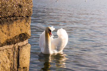 Schwan im Zeller See