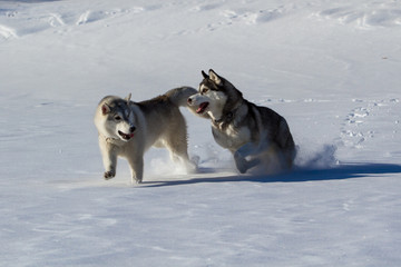 siberian husky