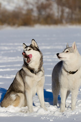 siberian husky