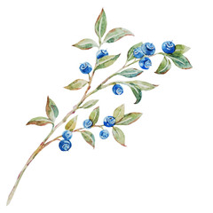 Watercolor vector blueberries