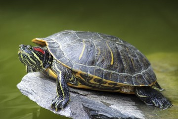 Obraz premium water turtle