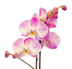Purple, pink branch orchid  flowers, Orchidaceae, Phalaenopsis known as the Moth Orchid, abbreviated Phal