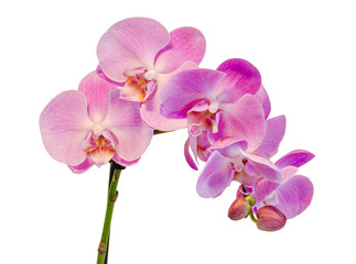 Naklejka na ściany i meble Purple, pink branch orchid flowers, Orchidaceae, Phalaenopsis known as the Moth Orchid, abbreviated Phal