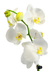 Fototapeta na wymiar White branch orchid flowers, Orchidaceae, Phalaenopsis known as the Moth Orchid, abbreviated Phal