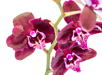 Dark purple branch orchid  flowers, Orchidaceae, Phalaenopsis known as the Moth Orchid, abbreviated Phal