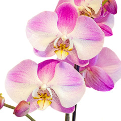 Purple, pink branch orchid  flowers, Orchidaceae, Phalaenopsis known as the Moth Orchid, abbreviated Phal