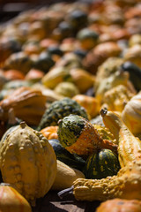 Kürbisse, Herbst