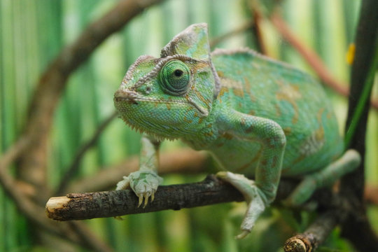 Close-up view chameleon of on the tree, focus on eye, with shallow depth of field