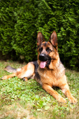 german shepherd dog
