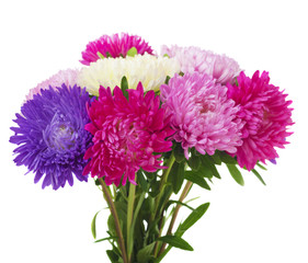 aster flower on a white background