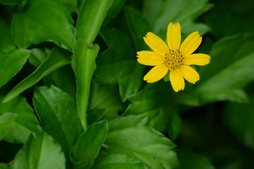 Yellow Flower