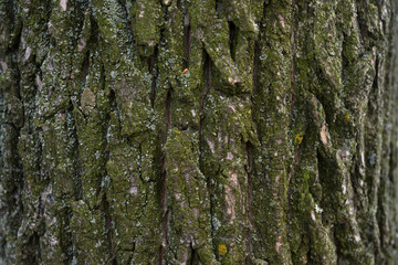 Текстура дерево