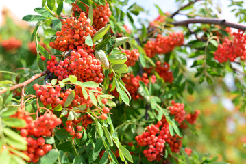 Berries ripe Rowan on a branch