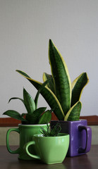Houseplants in flower pots in the form of tea cups