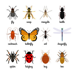 Insects icons