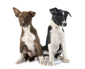 puppies border collie