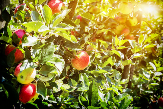  ripe summer  apples, germany region