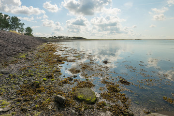 Bank of a Dutch estuary in backlight