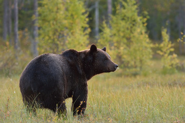 bear with autumn forest in the background