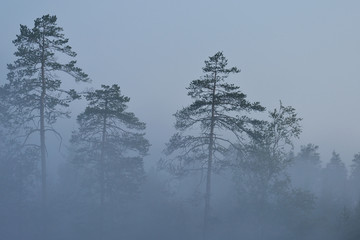 trees in the mist