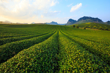 Fototapeta na wymiar Beautiful fresh green tea plantation in Moc Chau dicstric, Son La province, Vietnam 