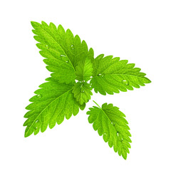 Vector. Fresh mint isolated on a white background