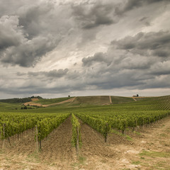 Fototapeta premium Vineyards in Tuscany