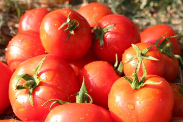rich yield of red tomatoes