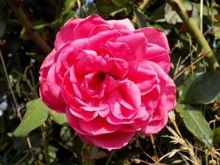 Pink rose