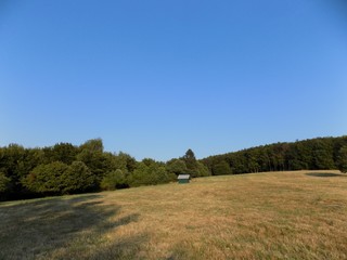 Meadow, forest and sky
