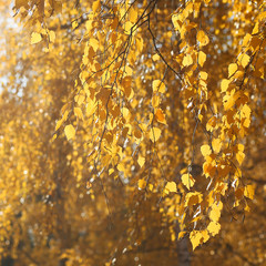 Branches of a tree with yellow autumn leaves