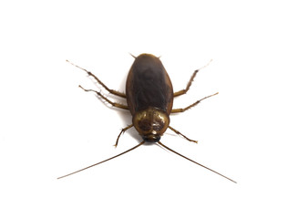 cockroach