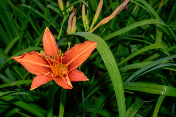 orange flower