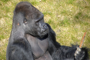 Silberrücken mit Waffen in der Hand im Profil