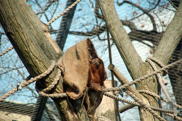 Orang Utan im Sack