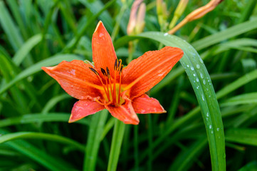 orange flower