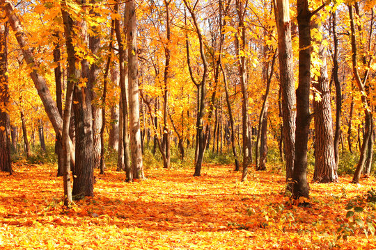 Fototapeta Road in autumn forest