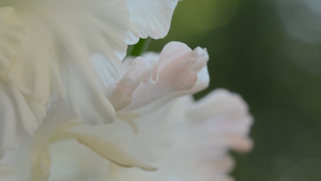 Close up of white flowers shaking in a wind at the sunset