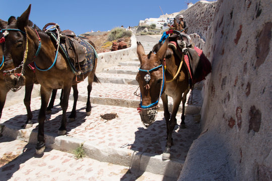 542 - Donkeys in Santorini