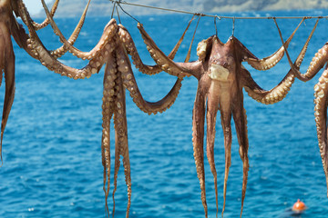 608 - octopus