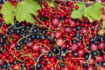Gooseberry currant black and red in a plate on a table