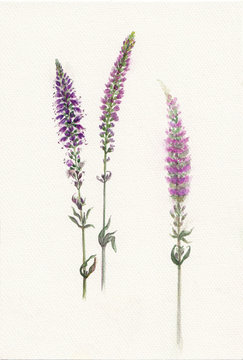 Watercolor sprigs of violet field salvia