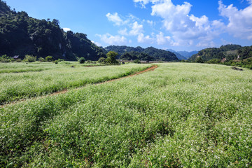 Fototapeta na wymiar White rapeseed flower field in Moc Chau district, Son La province, Vietnam