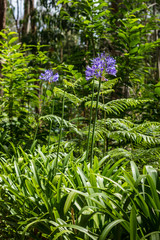 Coroas de Henrique, African Lily, 