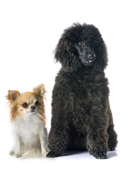 puppy poodle and chihuahua