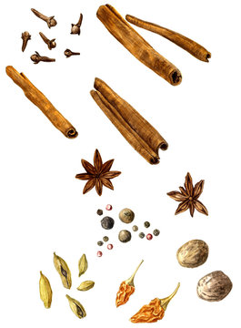 set of spice, drawing by watercolor