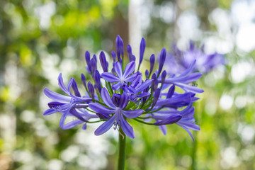 Agapanthus Africanus, African Lily, Coroas de Henrique