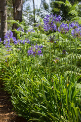 Fototapeta premium Agapanthus Africanus, African Lily, Coroas de Henrique