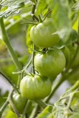Tomatoes in greenhouse